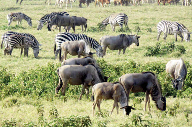 Animals of Amboselli