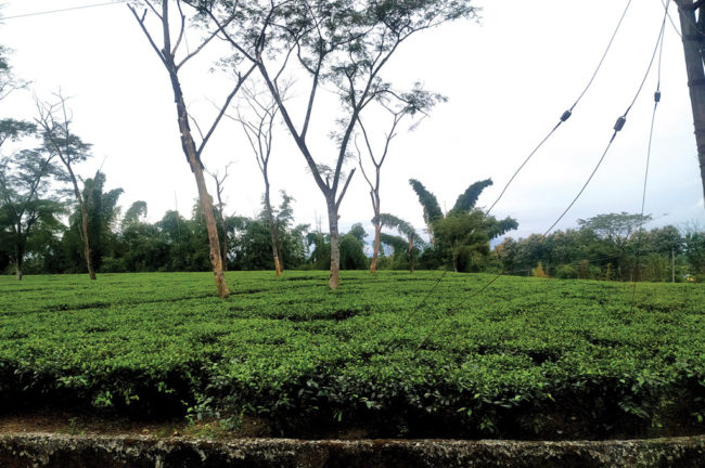 Teagardens near Tilabari , Dooars