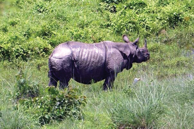 Rhino in Gorumara Forest