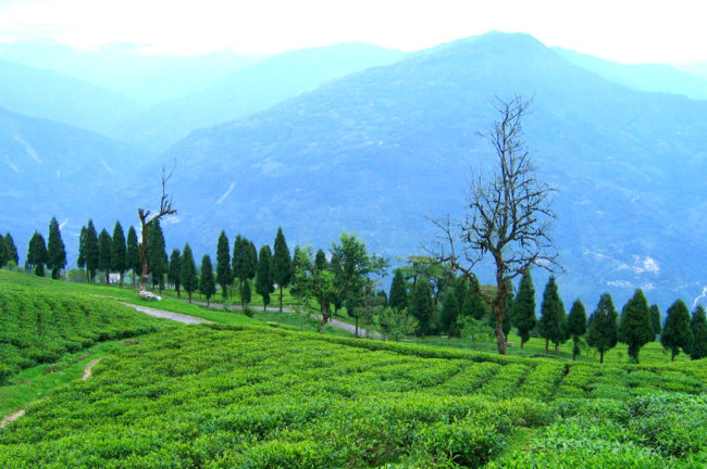 Temi Tea gardens Ravangla