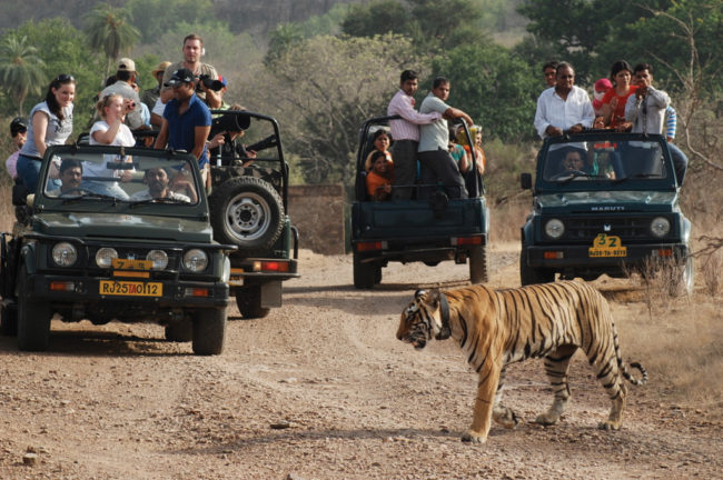 Jungle safari in Ranthambore