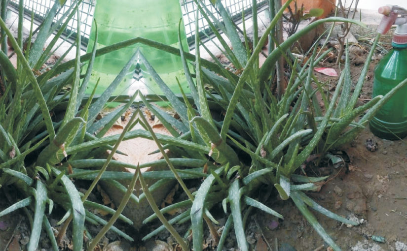 জানেন কি, অ্যালোভেরাও ক্ষতিকারক হতে পারে?