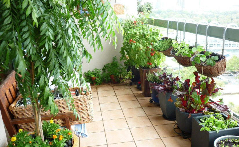 বাগানের যত্নআত্তি