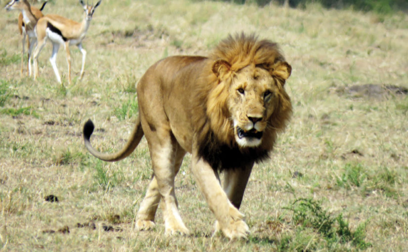 আদিম আম্বোসেলি