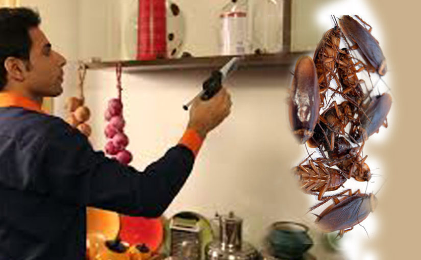 আরশোলা নির্মূল করবেন কী করে?