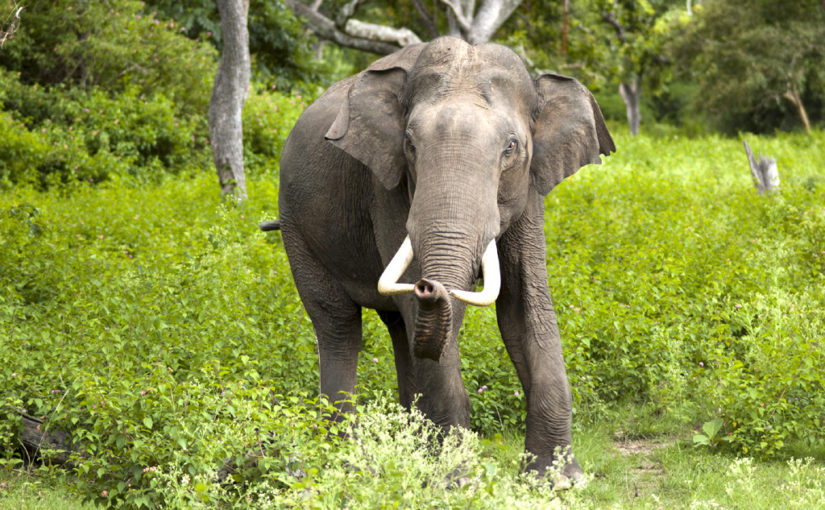 মনকাড়া কাবিনি