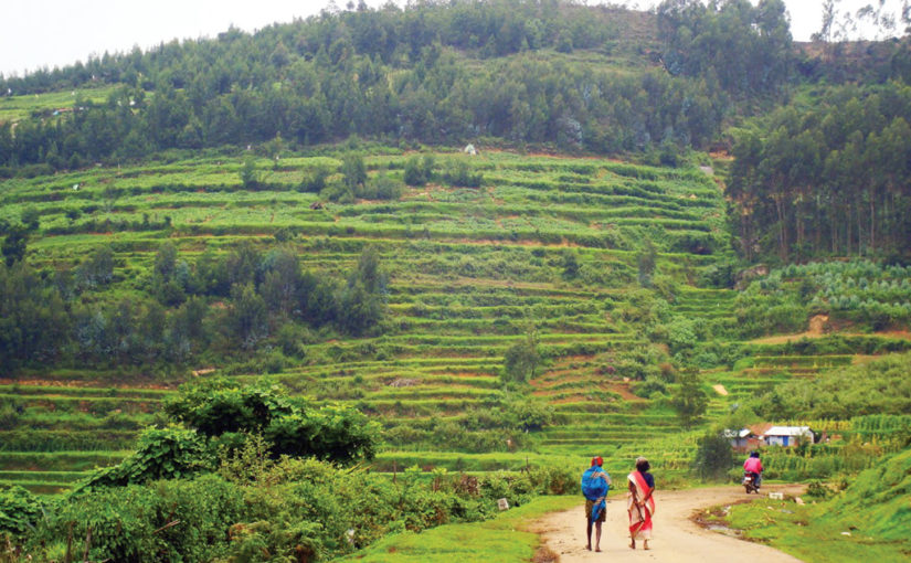 চিরসবুজ কোদাইকানাল