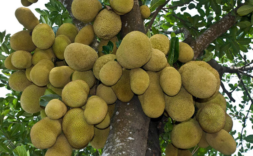 এঁচোড় খান সুস্থ থাকুন