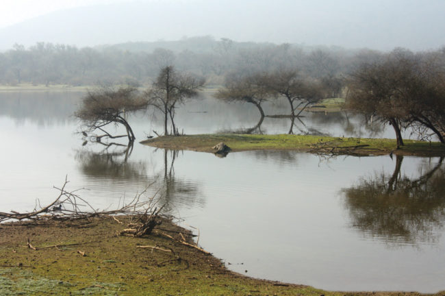 সারিস্কা টাইগার রিজার্ভ