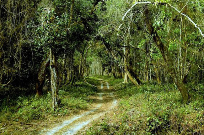 ডুয়ার্স-এর ডাকে