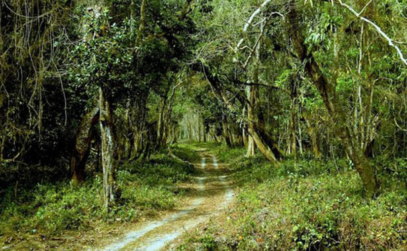 ডুয়ার্স-এর ডাকে