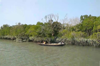 Sundarban forest of Bengal