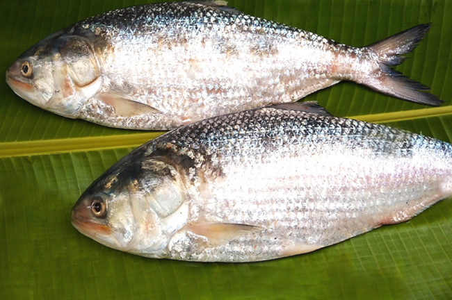 পাতে এবার থাকুক স্মোকড ইলিশ