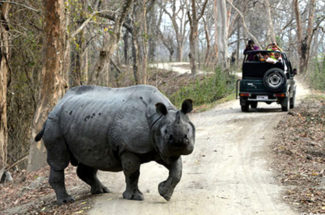 Rhino at Kaziranga