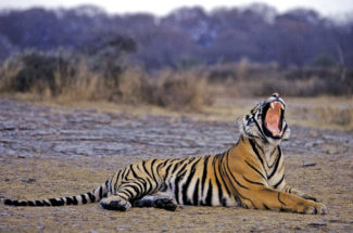 Tigers of Ranthambore