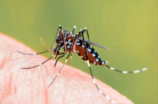 Dengue and digestive problem
