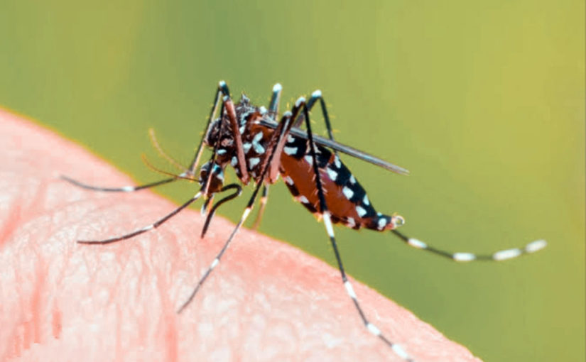 ডেঙ্গু এবং হজমের সমস্যা