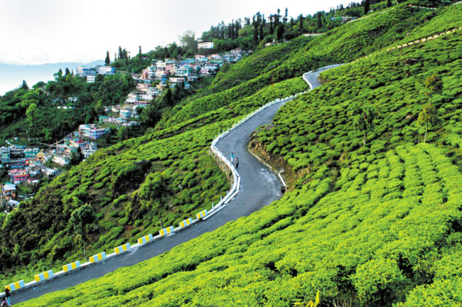 শ্বেত অর্কিডভূম কার্শিয়ং- পর্ব ১