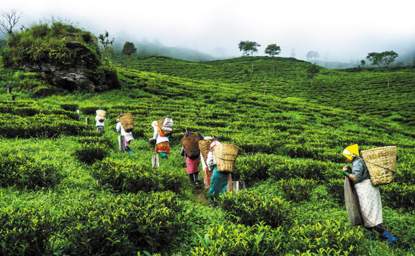 শ্বেত অর্কিডভূম কার্শিয়ং-পর্ব ৩
