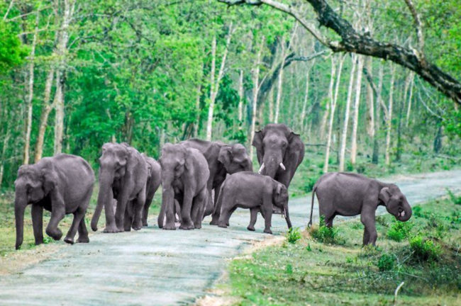 বান্দিপুর অভয়ারণ্য (কর্ণাটক)
