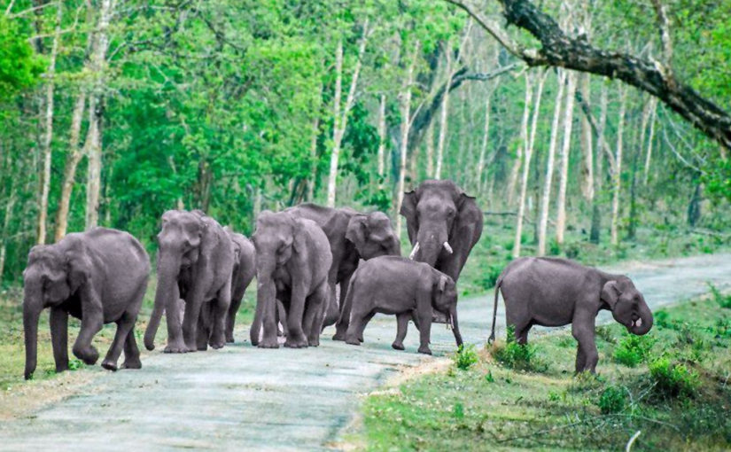 বান্দিপুর অভয়ারণ্য (কর্ণাটক)