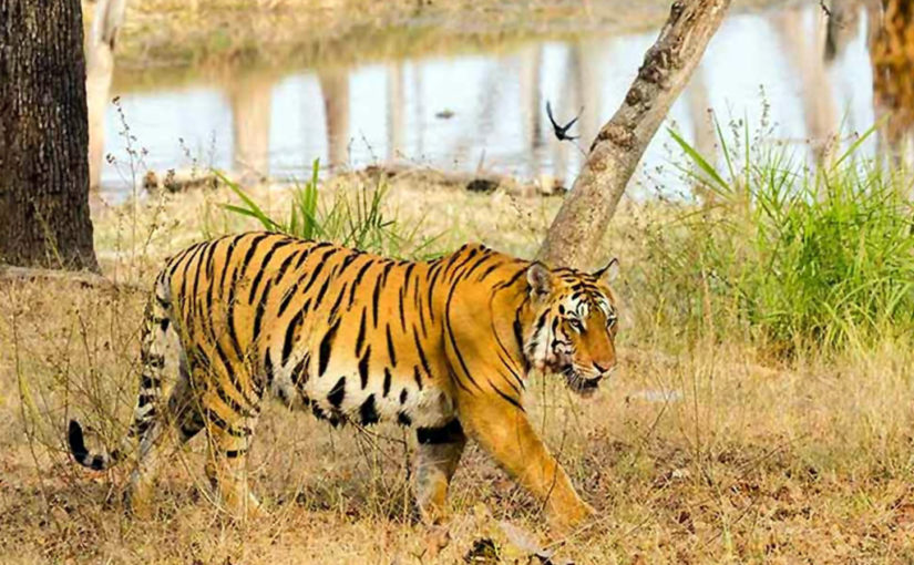 গহন অরণ্যের কোলে (Pench – মধ্যপ্রদেশ)