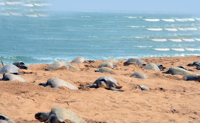 সাগরবেলায় বেলা অবেলায় (শেষ পর্ব)