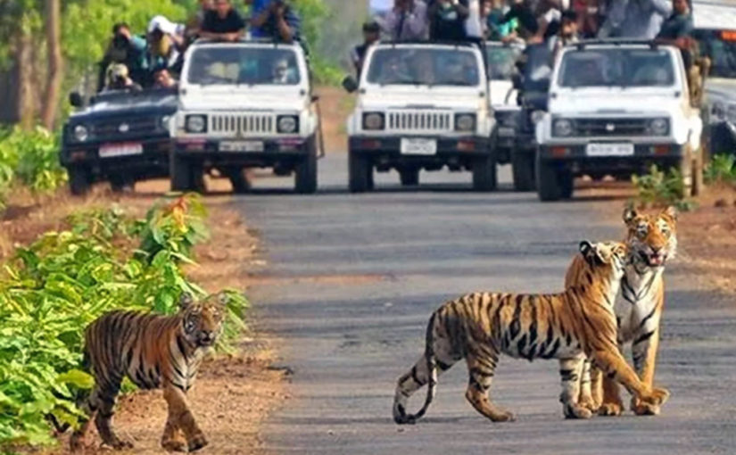 জলে-জঙ্গলে (তাডোবা – মহারাষ্ট্র)