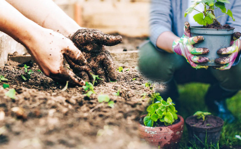 বর্ষায় করুন শখের বাগান