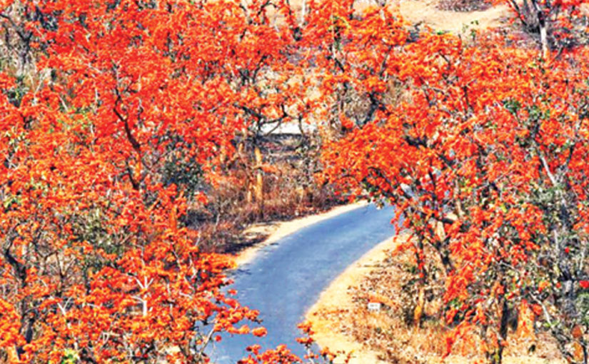 বন পলাশের দেশে (পর্ব-০১)