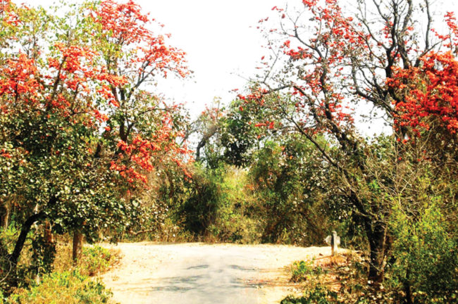 বন পলাশের দেশে (শেষ পর্ব)