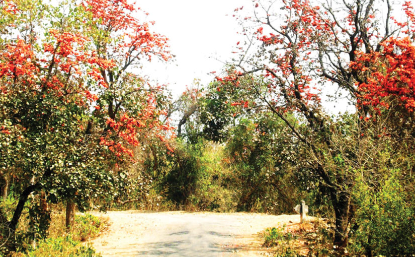 বন পলাশের দেশে (শেষ পর্ব)