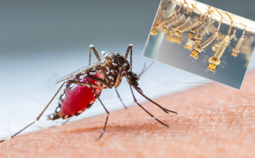 মশাবাহিত রোগের থেকে বাঁচার উপায়