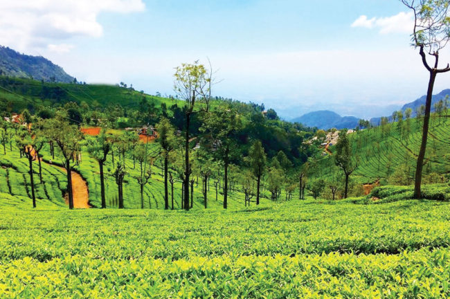 রোমান্টিক ডেস্টিনেশন্‌স