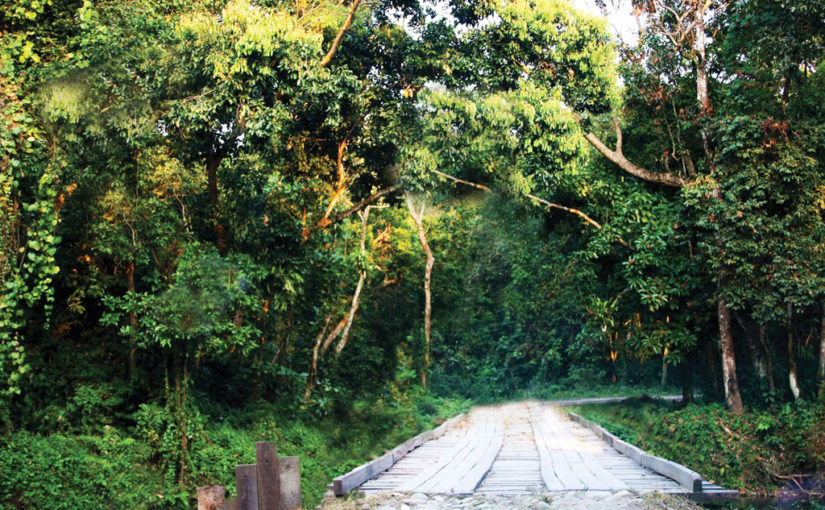 চিলাপাতা-র আরণ্যক গন্তব্য (পর্ব-০১)