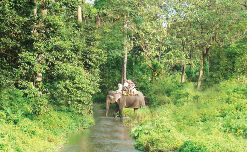 চিলাপাতা-র আরণ্যক গন্তব্য (শেষ পর্ব)