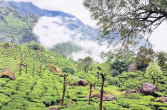 মেঘের দেশ মুন্নার (শেষ পর্ব)