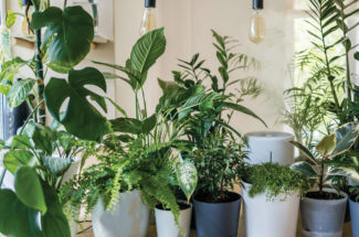 স্বল্প বাজেটে Green Decor